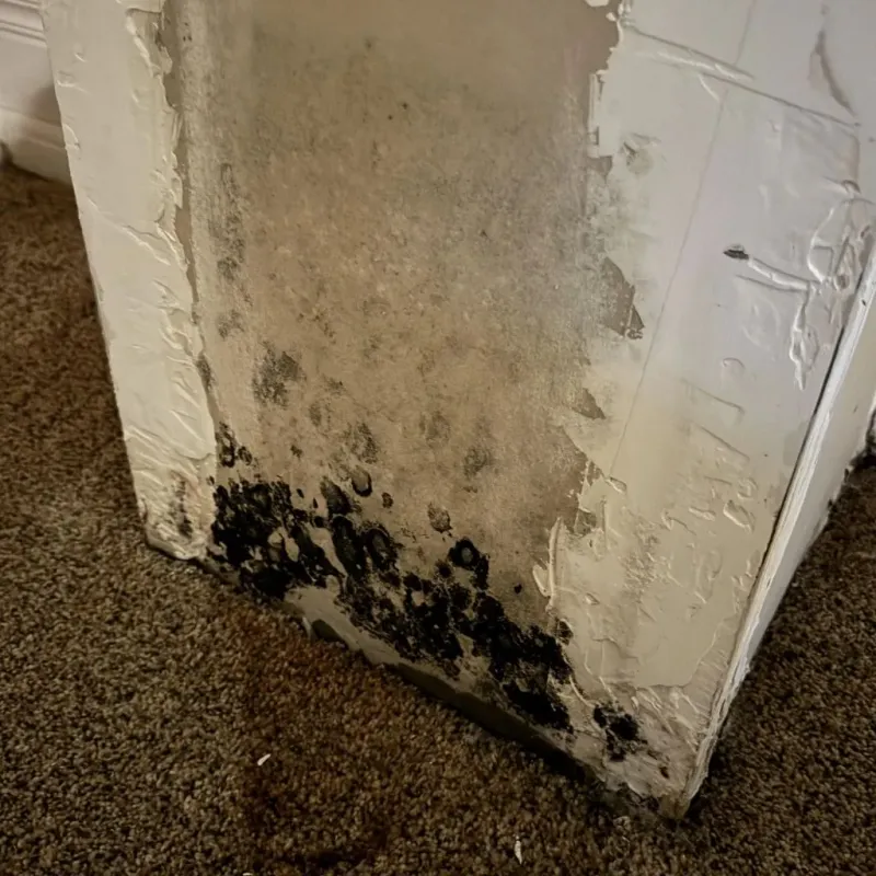 Professional Mold Removal in Ossun, LA